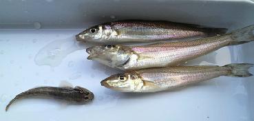 �͂��E����