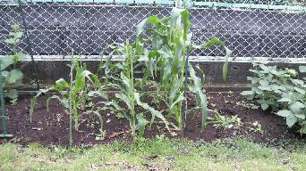 �Ƃ����낱��